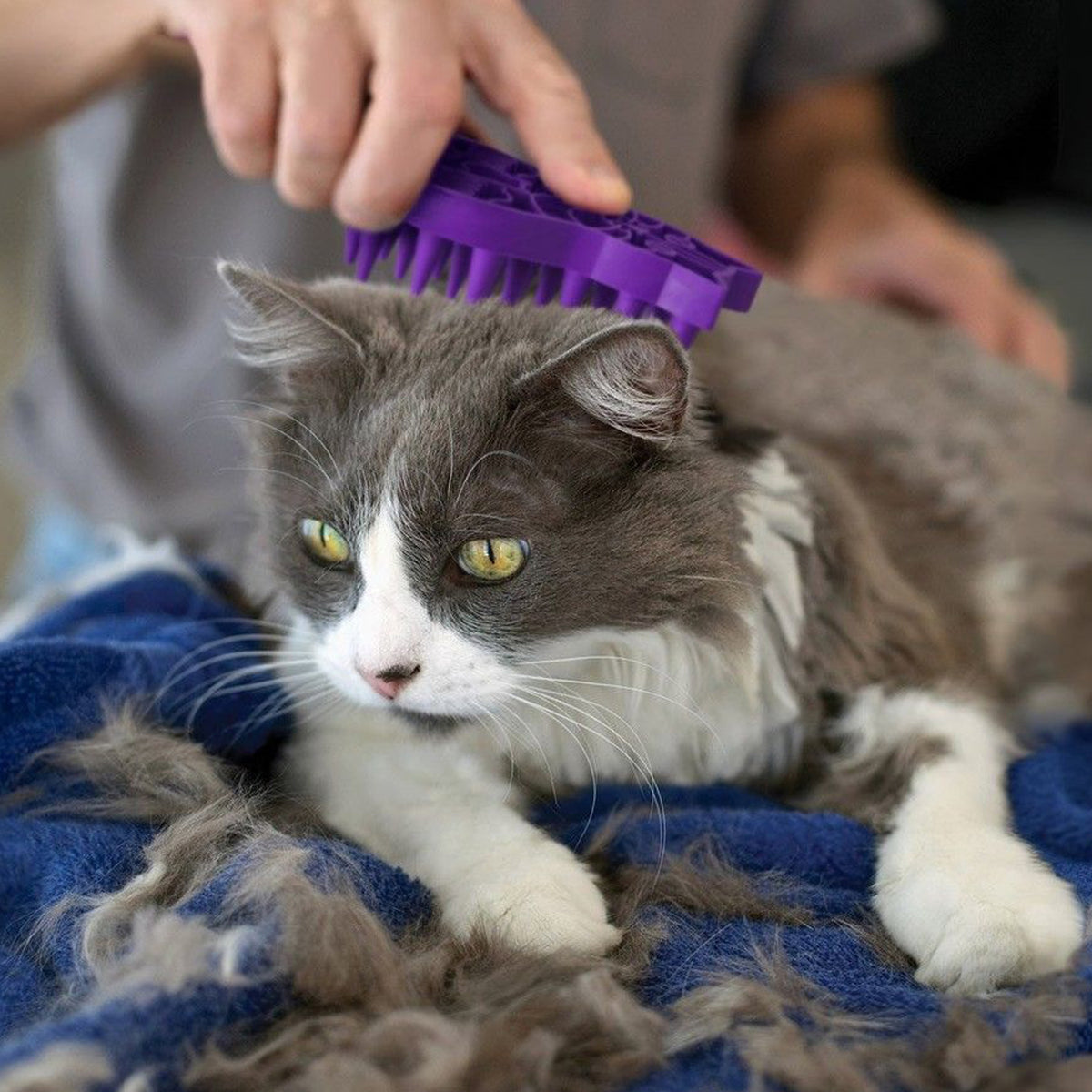 KONG® Cat ZoomGroom® Brush
