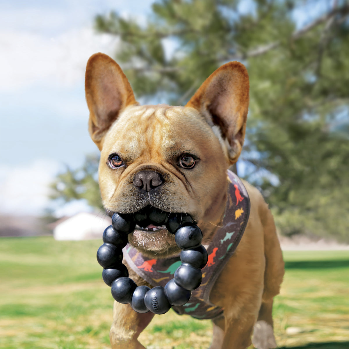 KONG® Extreme Ring Dog Chew Toy XL