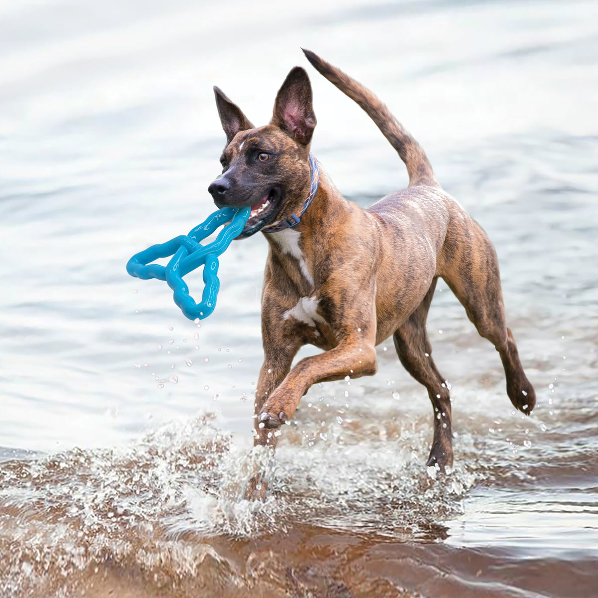 KONG® Flyangle Dog Fetch Toy Assorted Large