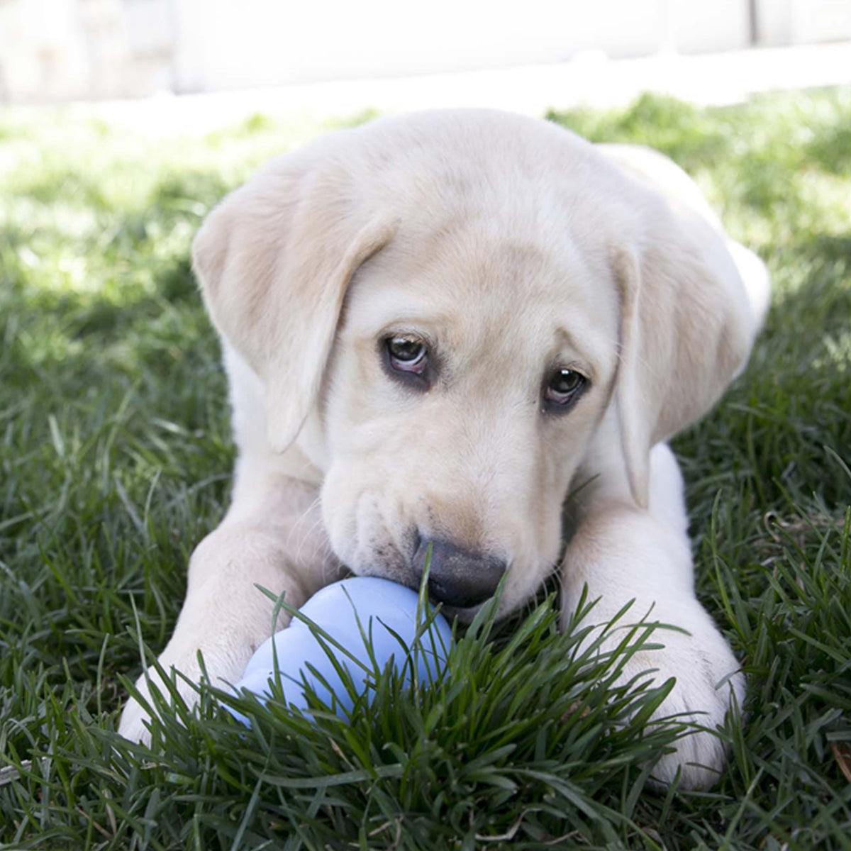 KONG® Puppy Chew Toy Small
