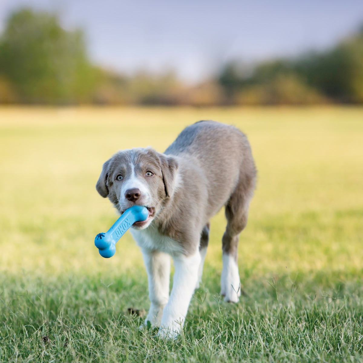 KONG® Puppy Goodie Bone® Chew Toy Small