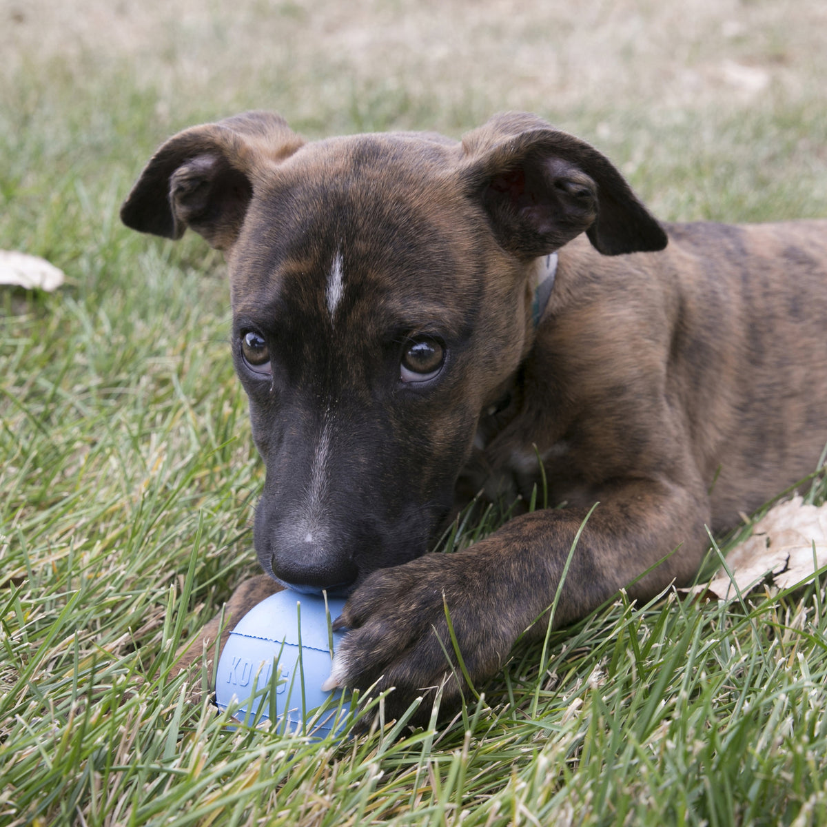 KONG® Puppy Ball w/Hole Fetch Toy Small
