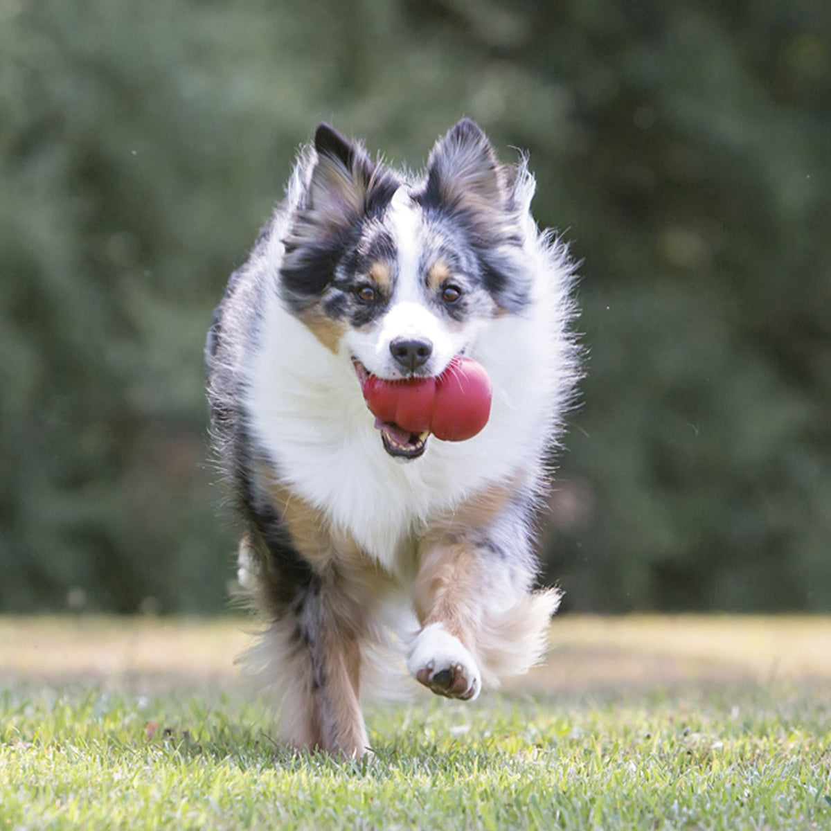 KONG Classic Dog Chew Toy XL