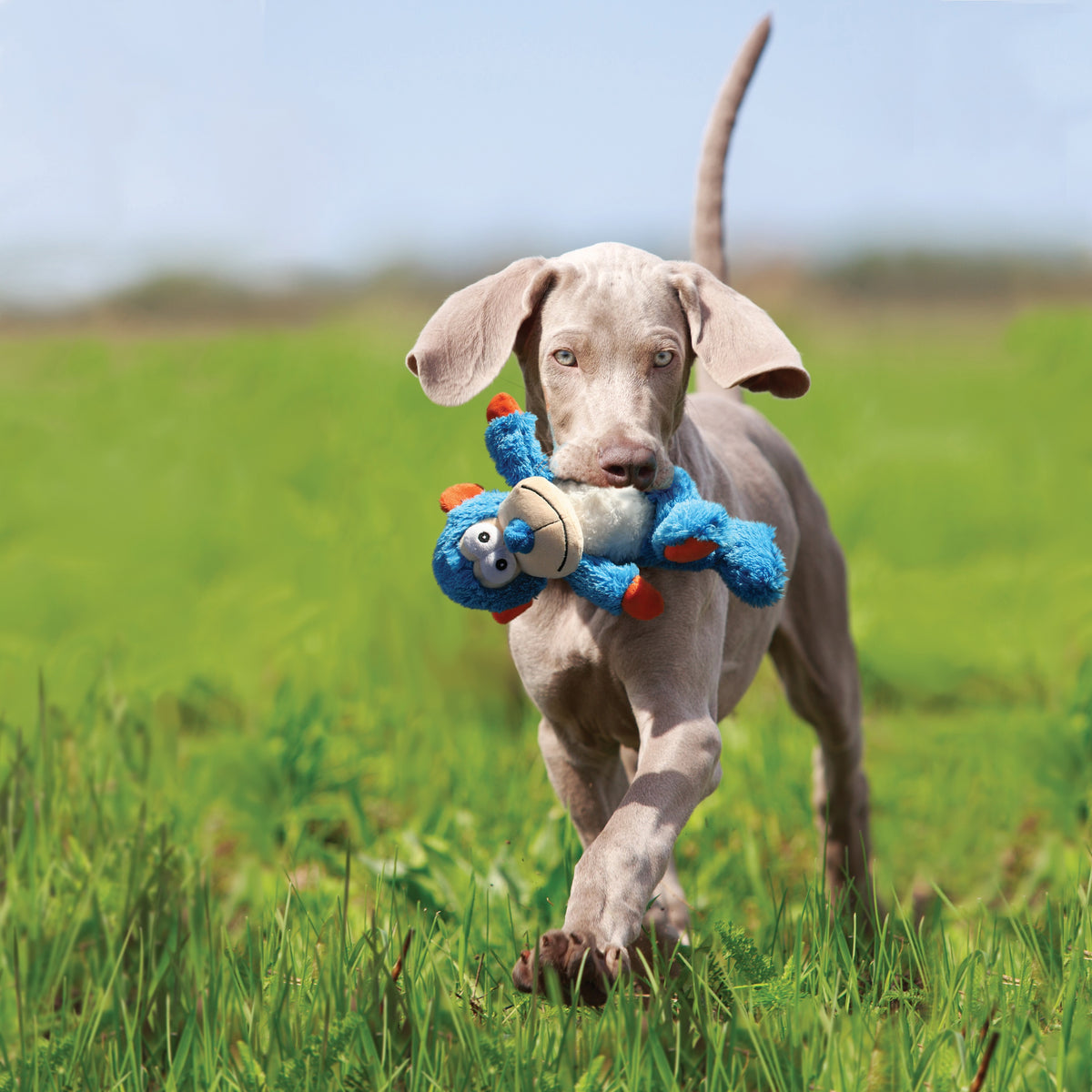 KONG® Cross Knots Monkey Dog Rope Toy Medium/Large