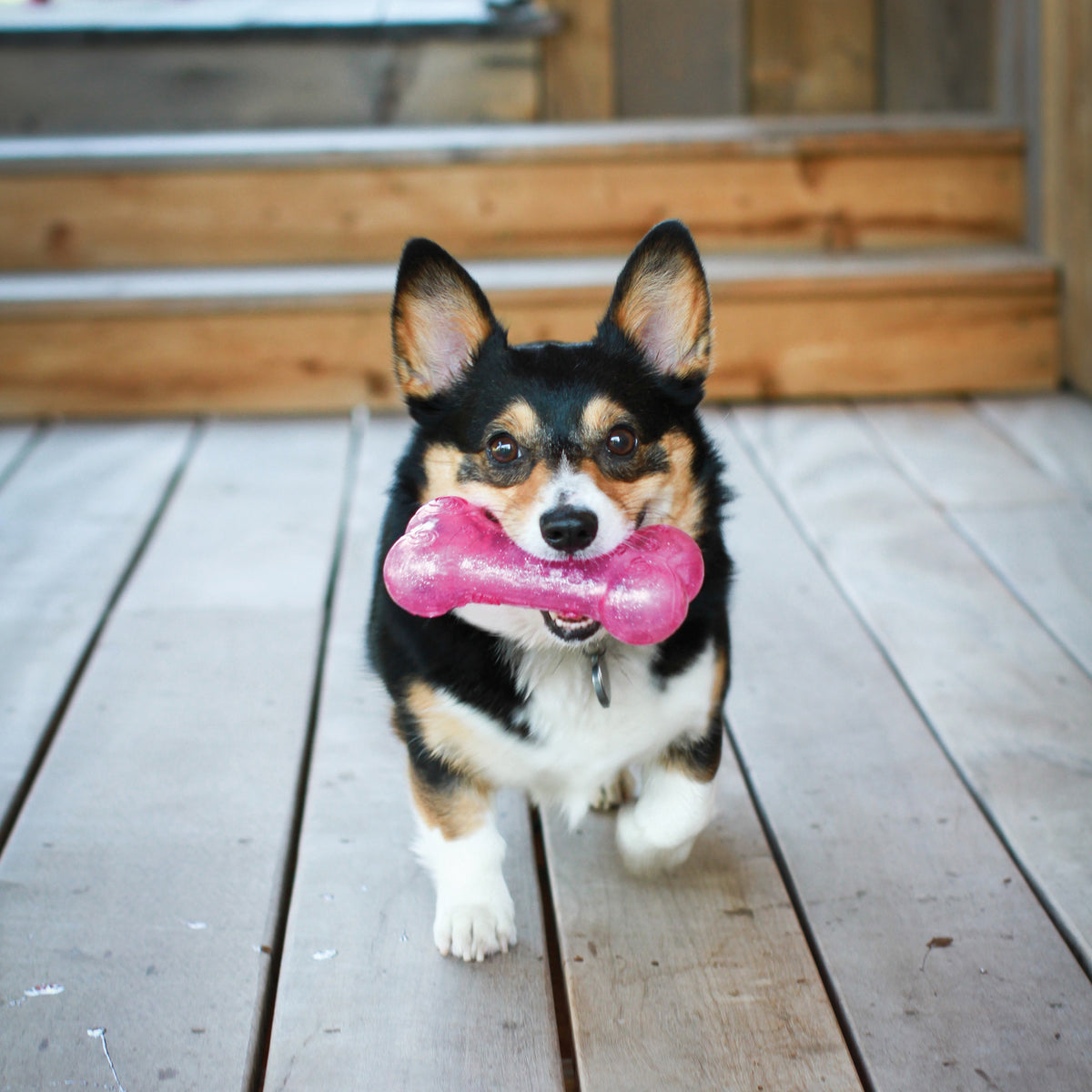 KONG® Squeezz® Crackle Bone Dog Fetch Toy Assorted Medium