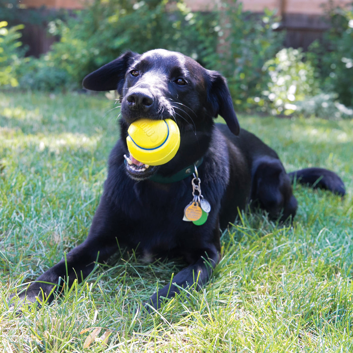 KONG® Squeezz® Tennis Dog Fetch Toy Assorted Large