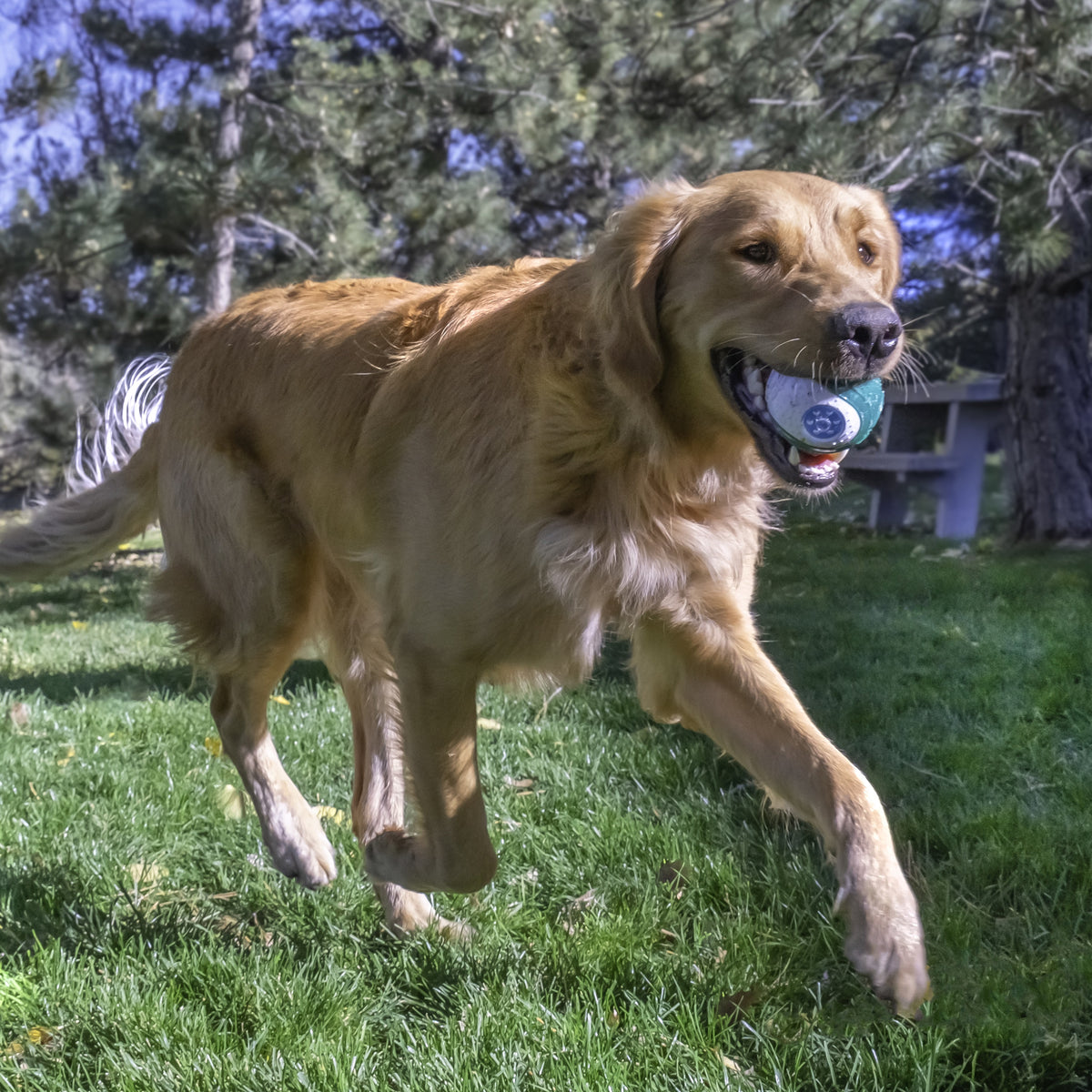 KONG® Dental Ball Dog Chew Toy Medium