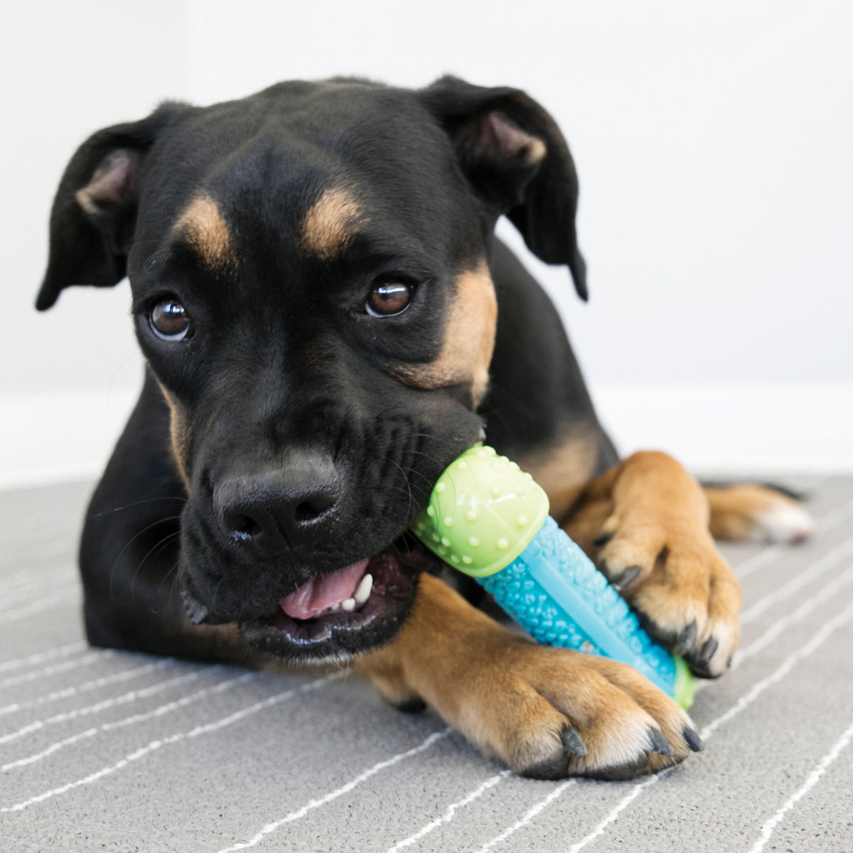 KONG® CoreStrength™ Bone Dog Chew Toy Medium/Large