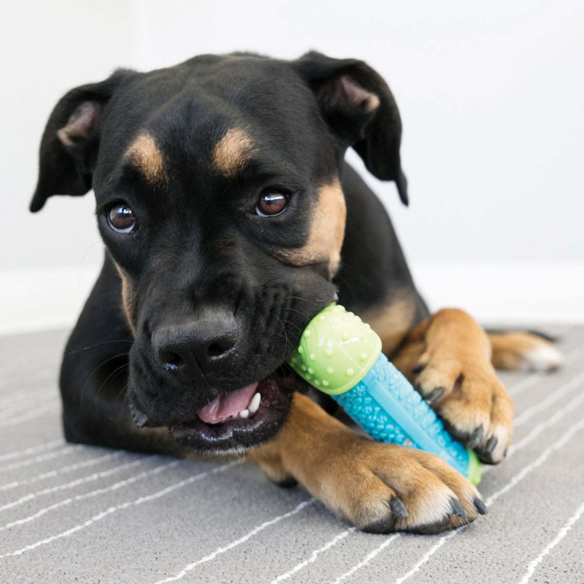 KONG® CoreStrength™ Bone Dog Chew Toy Small/Medium