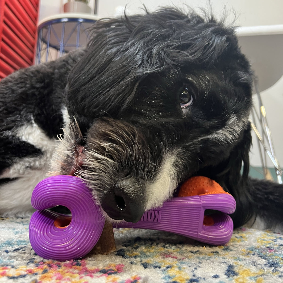 KONG® Rerun Whoosh Bone Dog Fetch Toy Assorted Medium/Large