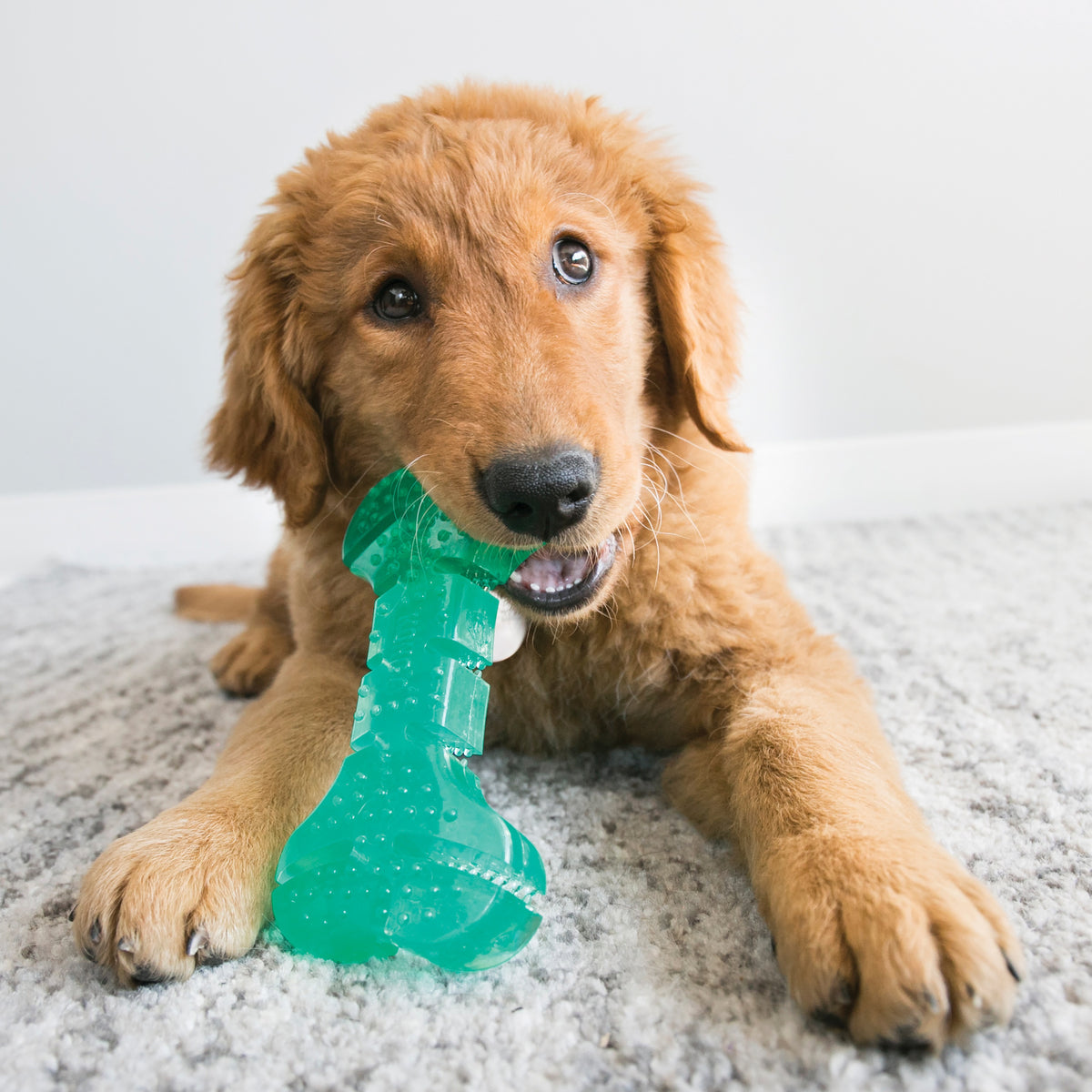KONG® Squeezz® Dental Bone Dog Chew Toy Medium