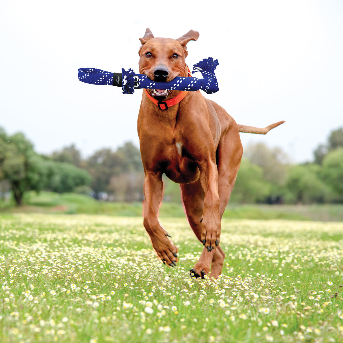 KONG® Scrubz by ROGZ® Dog Tug Toy Assorted Large