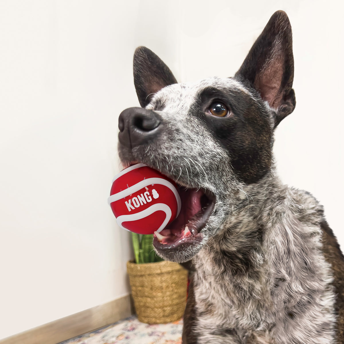 KONG® Signature Balls Dog Fetch Toy Assorted Large 3pk