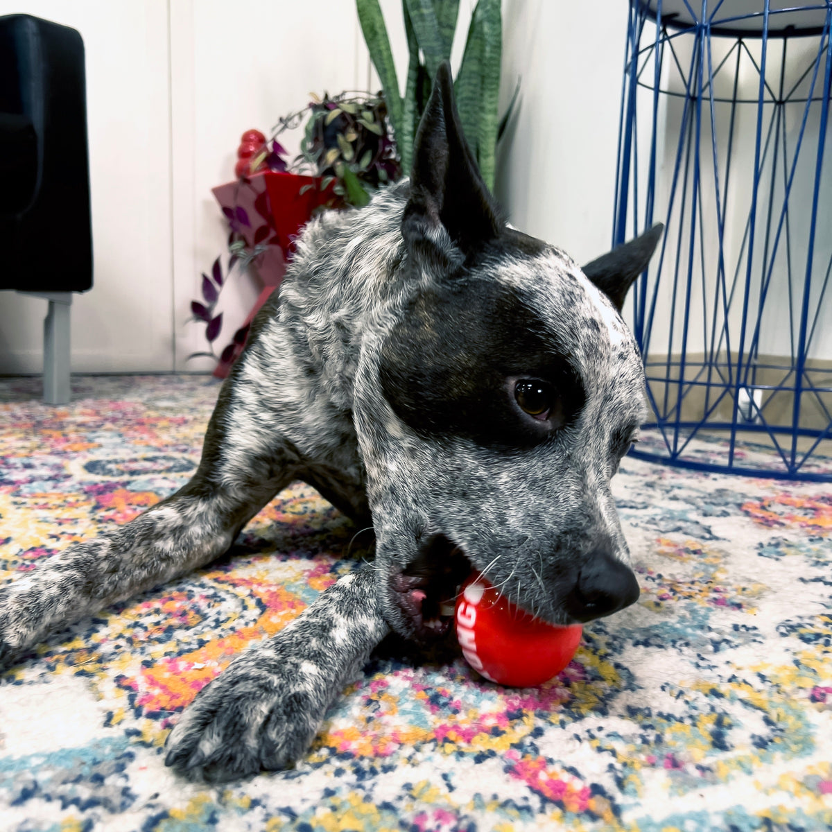 KONG® Signature Balls Dog Fetch Toy Assorted Medium 4pk