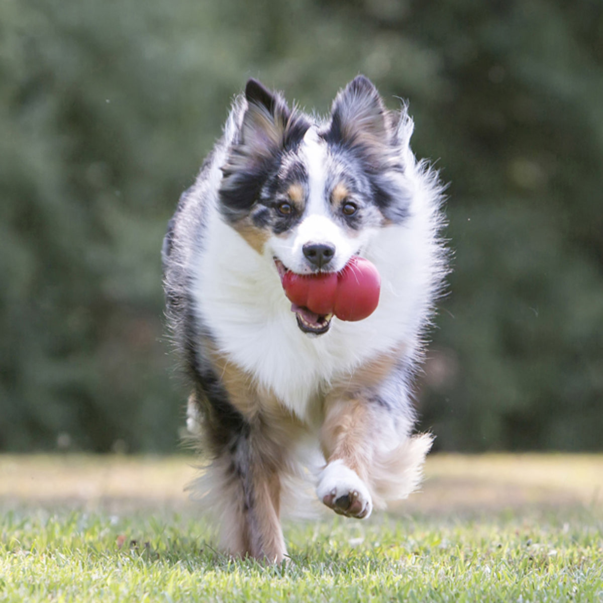 KONG® Classic Dog Chew Toy Small