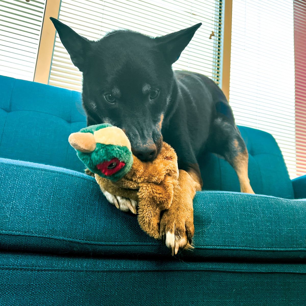 KONG® Wild Low Stuff Pheasant Dog Plush Toy Medium