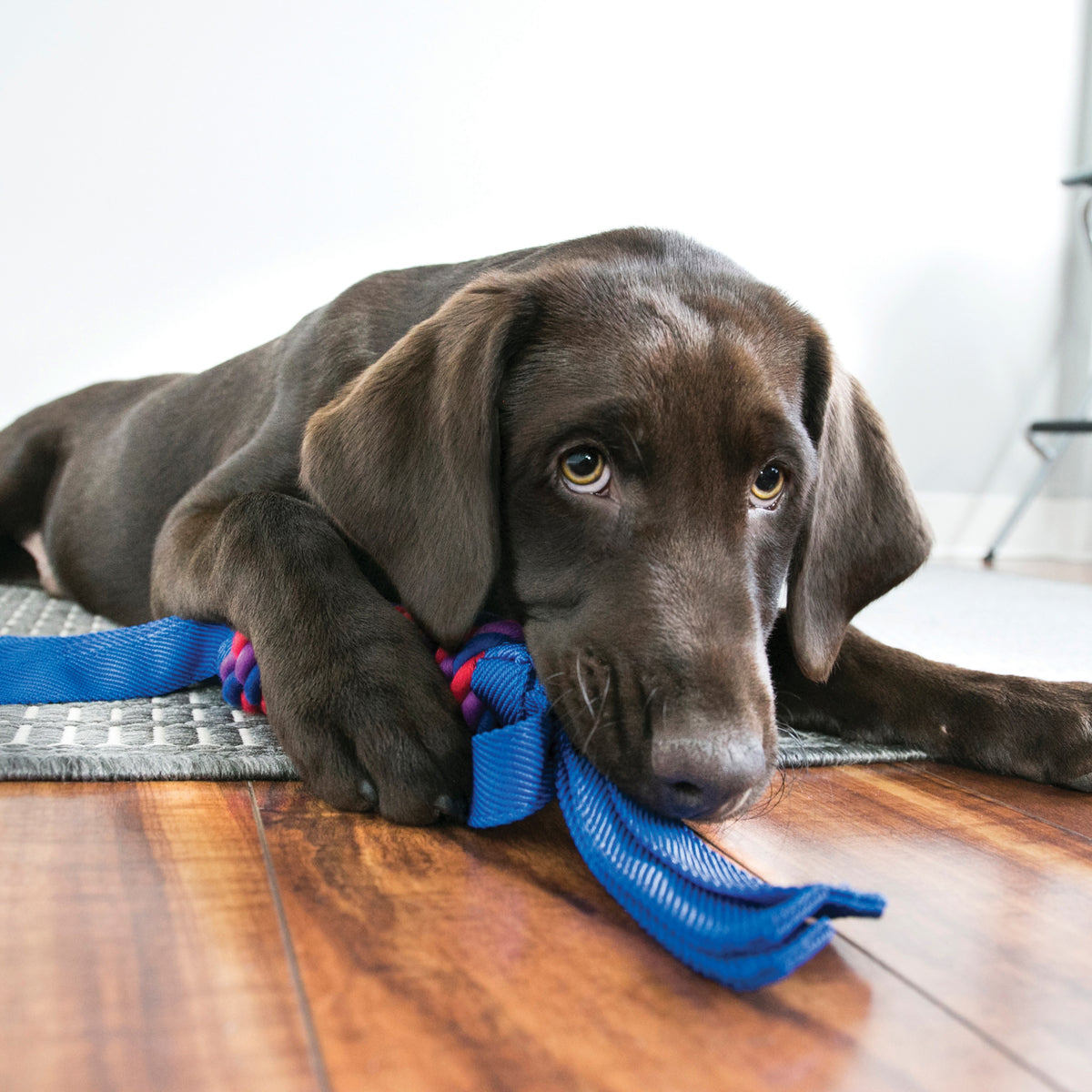 KONG® Tugga Wubba Dog Tug Toy Assorted Small