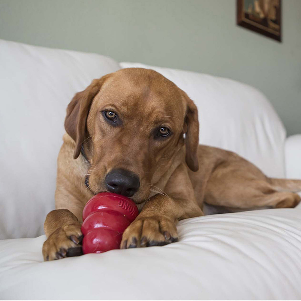 KONG® Snacks® Liver Small