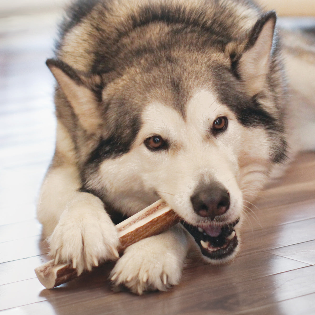 KONG® Wild Antler Split Medium