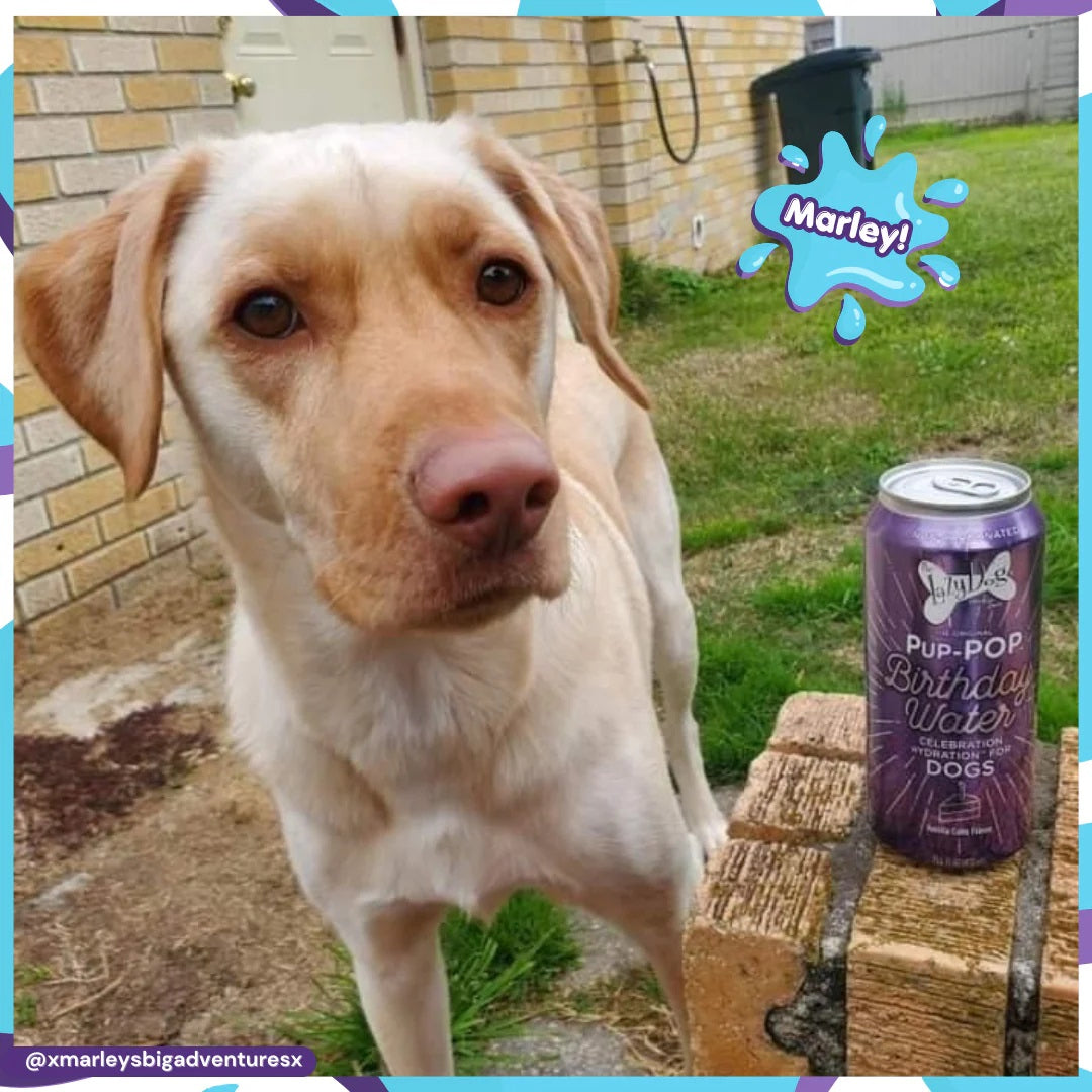 Lazy Dog Pup-POP® Birthday Water Vanilla Cake Flavor Case of 4