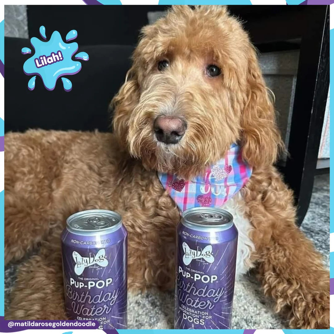 Lazy Dog Pup-POP® Birthday Water Vanilla Cake Flavor Case of 4