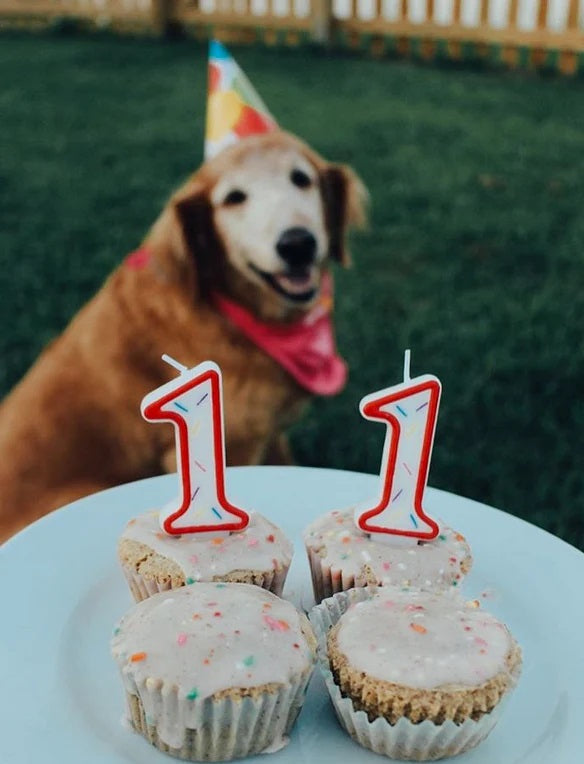 Lazy Dog Vanilla Birthday Cake & Frosting Mix w/Sprinkles Dog Treat 12oz