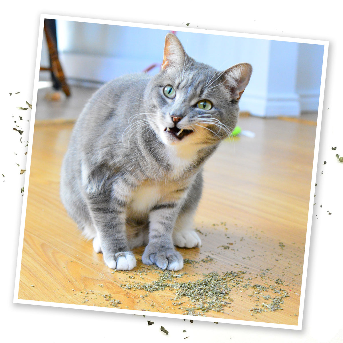 Meowijuana Purrple Passion - Catnip and Silvervine Blend