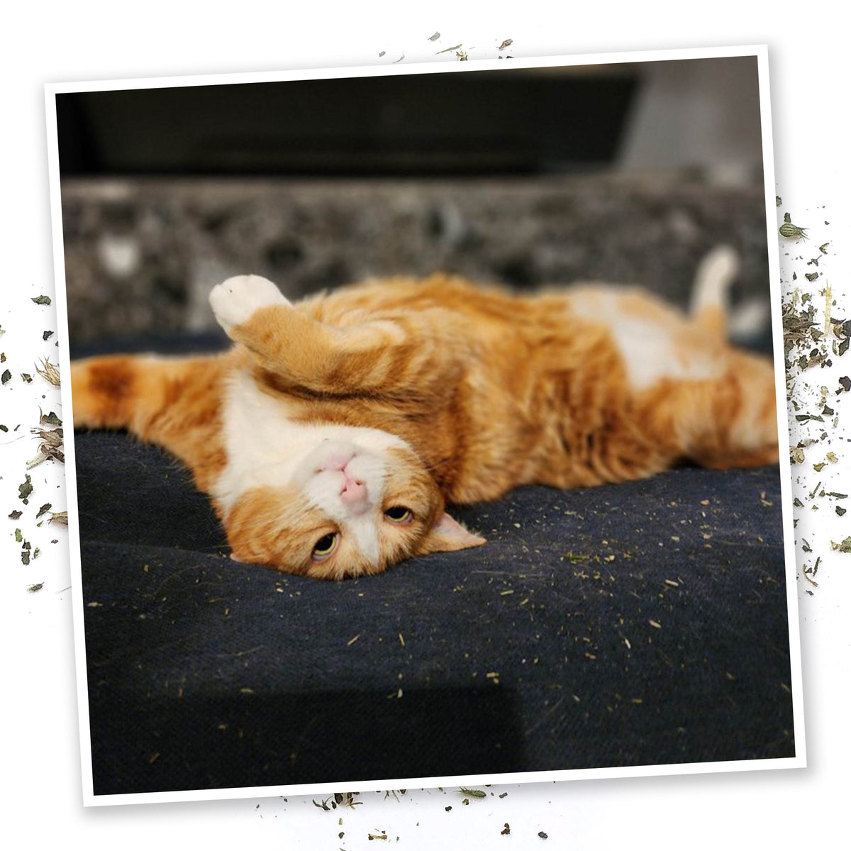 Meowijuana Mice Dreams - Catnip, Passion Flower, and Lavender Blend