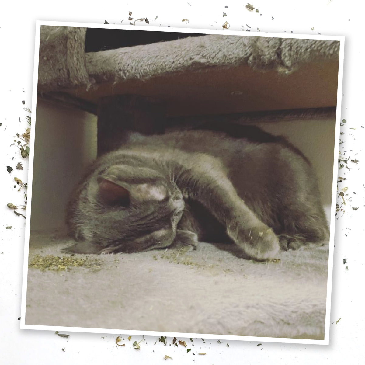 Meowijuana Whisker Tickler - Catnip, Chamomile, and Dandelion Blend