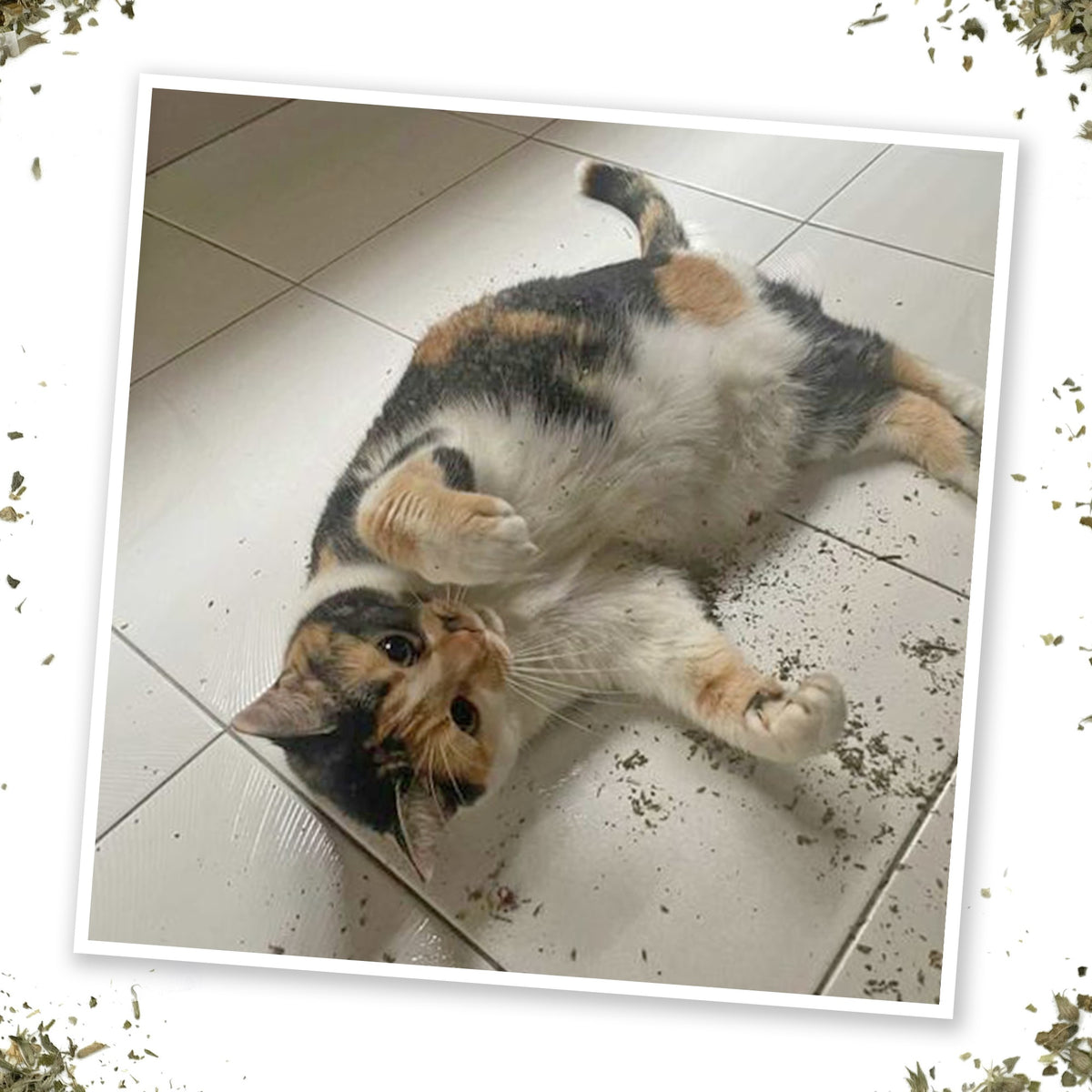 Meowijuana Garden Pawty - Catnip, Dill, Parsley & Valerian Root Blend