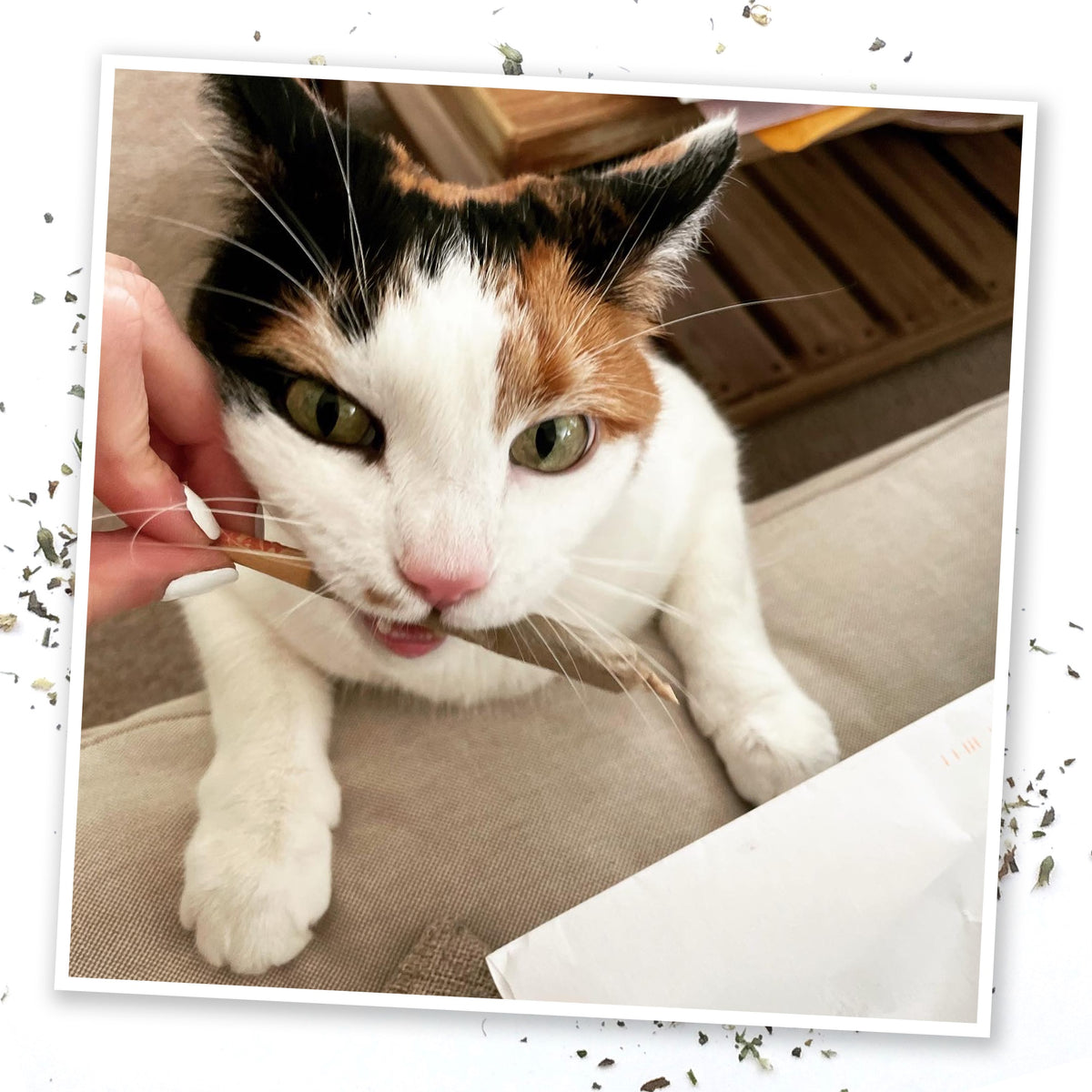 Meowijuana King Catnibas¨ Joints