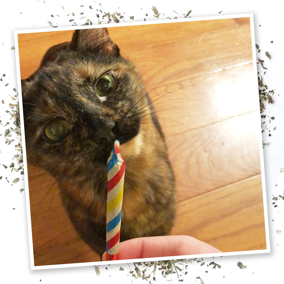 Meowijuana Birthjaysª - Party Sized Catnip Joints