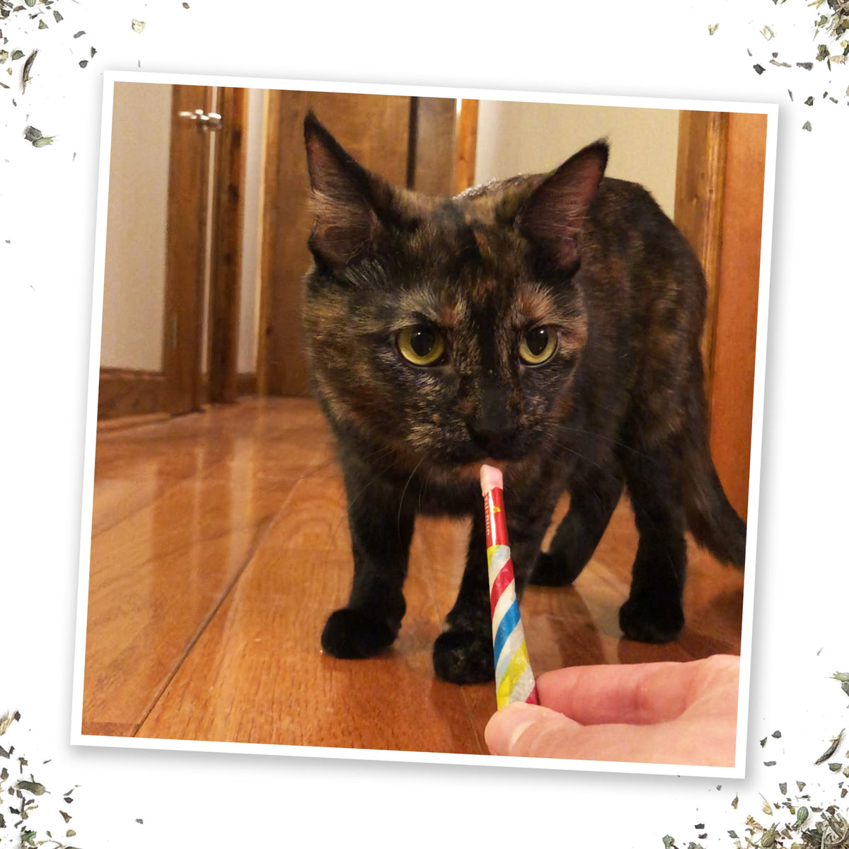 Meowijuana Birthjaysª - Party Sized Catnip Joints