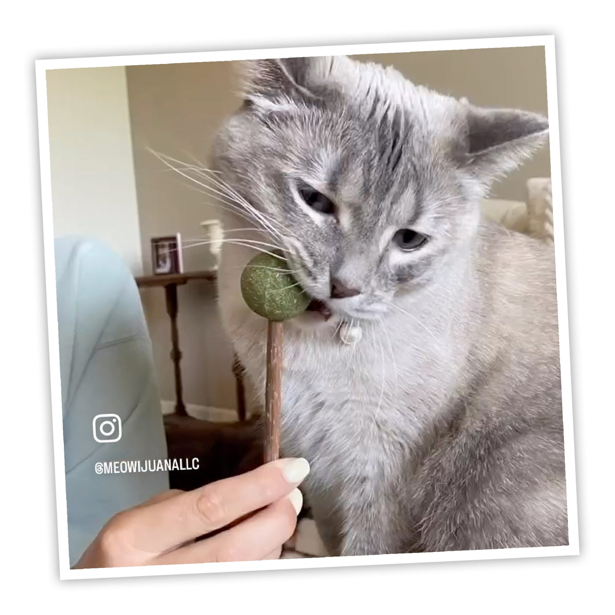 Meowijuana Catnip & Silvervine Lollies