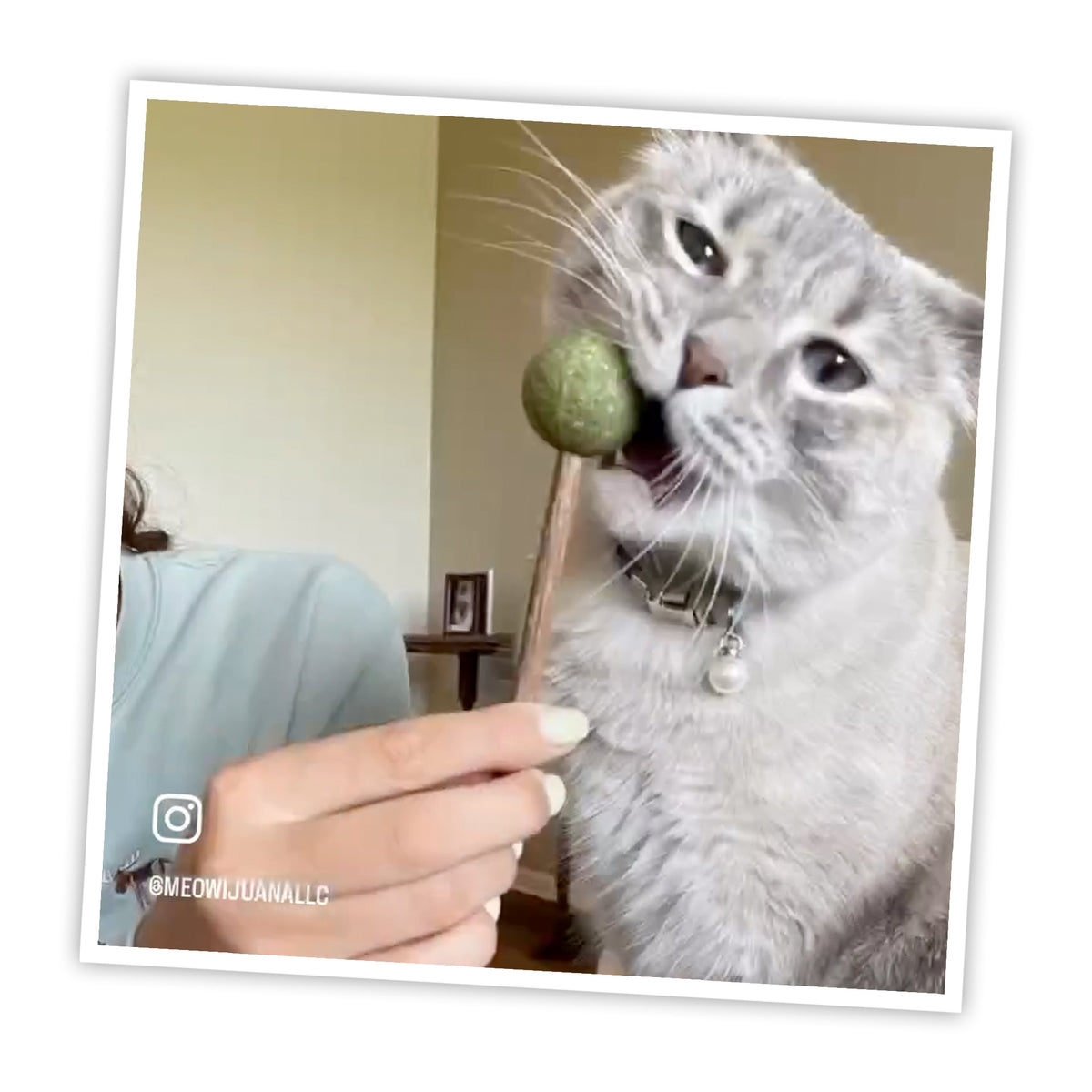 Meowijuana Catnip & Silvervine Lollies