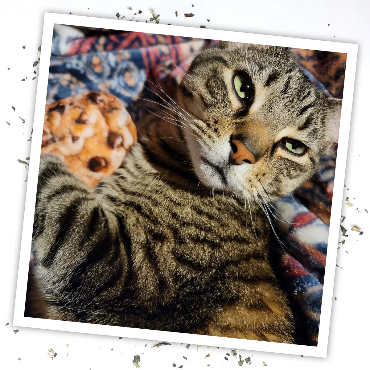 Meowijuana Get Baked Cookie Cat Toy