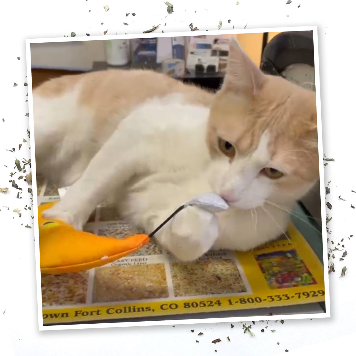 Meowijuana Get Hung Moon & Stars Cat Toy