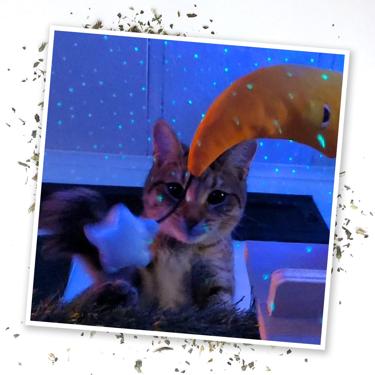 Meowijuana Get Hung Moon & Stars Cat Toy