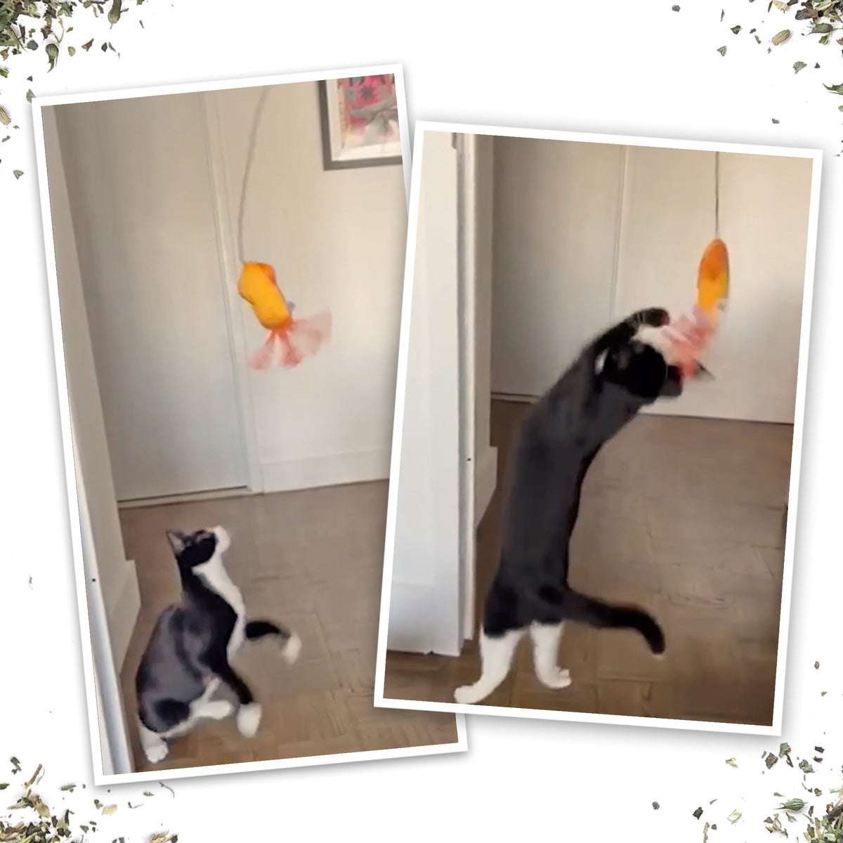 Meowijuana Jump 'n' Jamb Deep Sea Squid Cat Toy