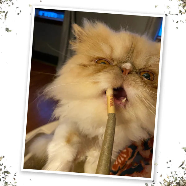 Meowijuana King Catnibas Rollies