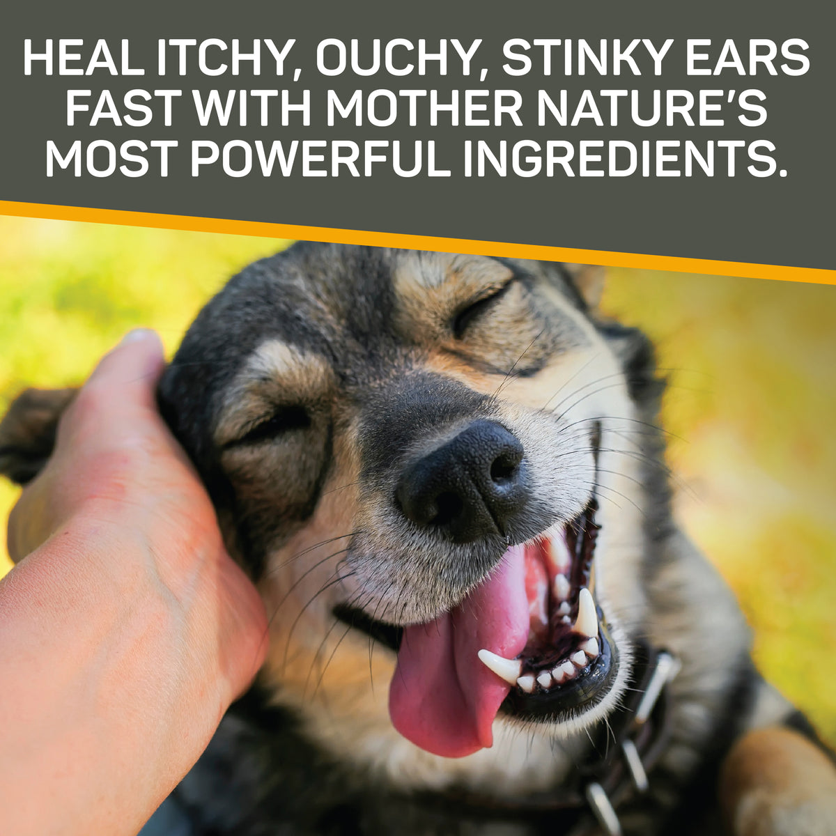 Absorbine Pet - Silver Honey Rapid Ear Care Vet Strength Ear Treatment