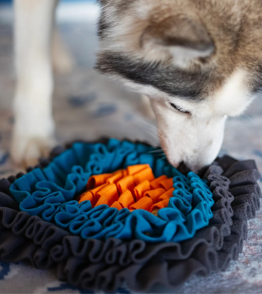 Messy Mutts Square Forage Mat, Small, 11" x 11" x 1.6", Various Colours
