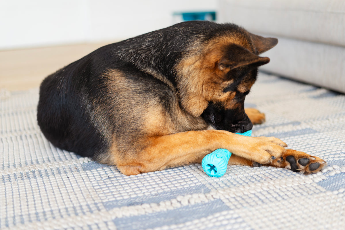 Totally Pooched Stuff'n Brush Stick, 9", Teal