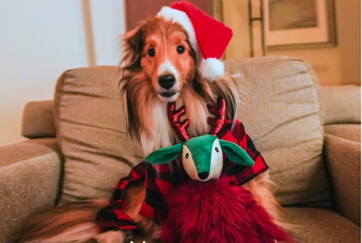 Multipet Holiday Dapper Deer Dog Toy Assorted 17"