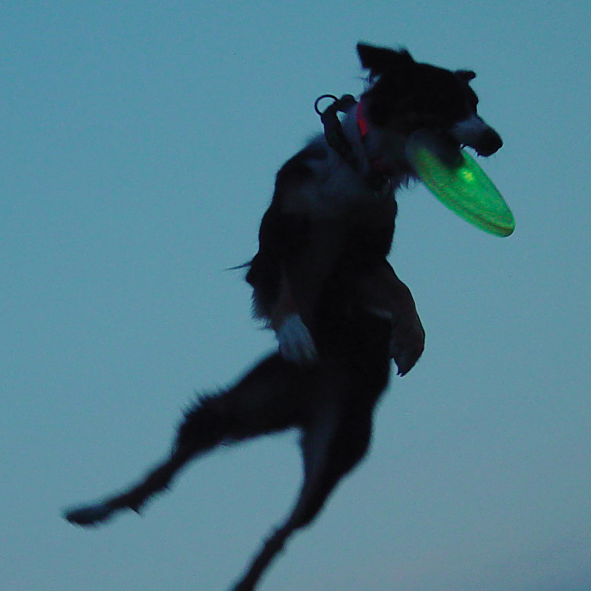 Nite Ize Flashflight Dog Discuit LED Flying Disc - Disc-O