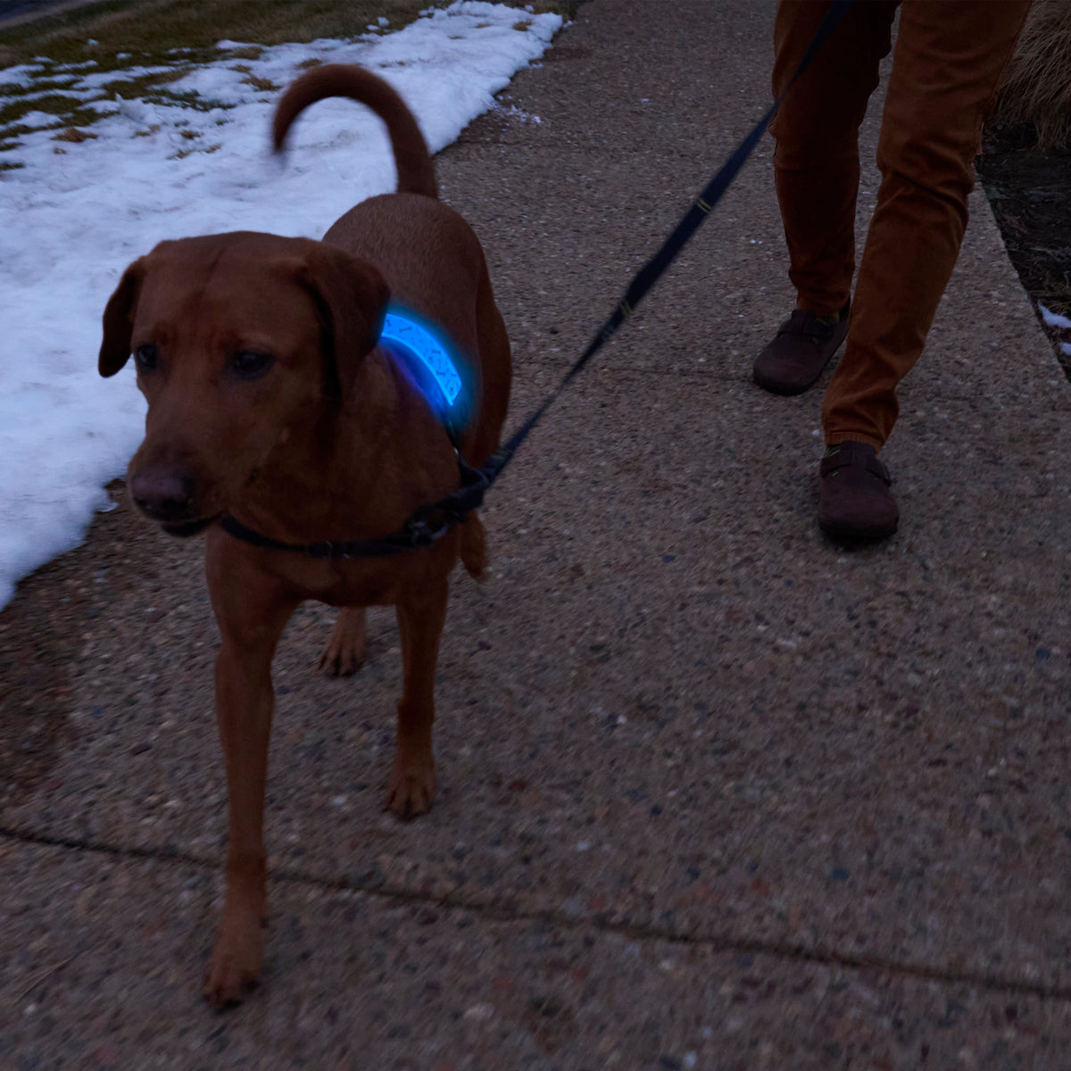 Nite Ize NiteDog® Rechargeable LED Collar Cover - Disc-O Select™