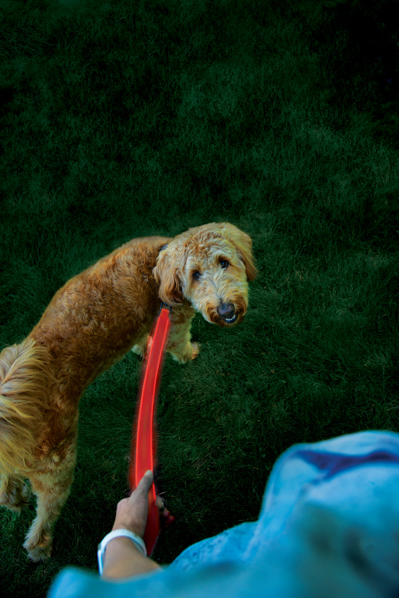 Nite Ize NiteDog® Rechargeable LED Leash - Red/Red LED