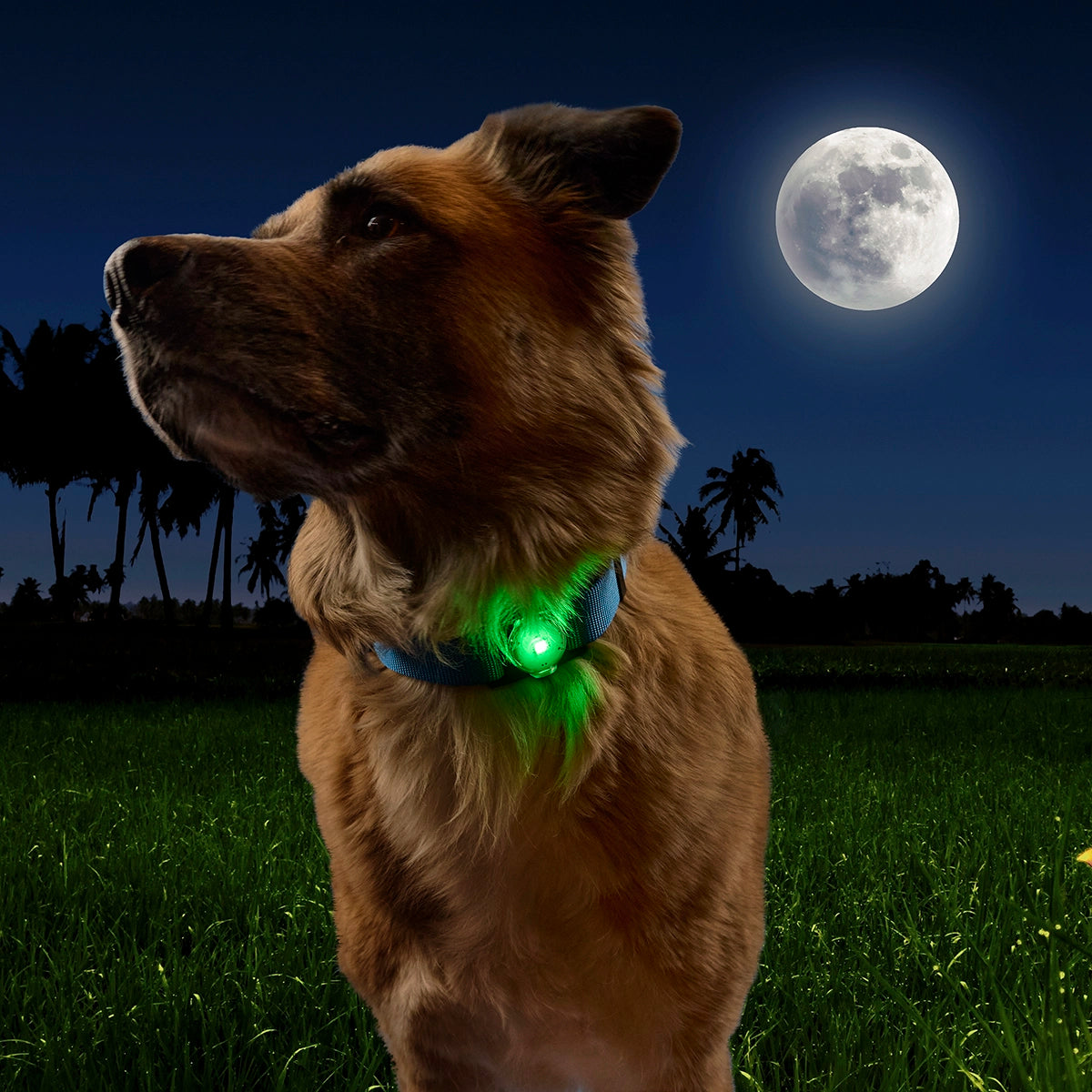 Nite Ize NiteDog™ Rechargeable Pet Light - Disc-O Tech™