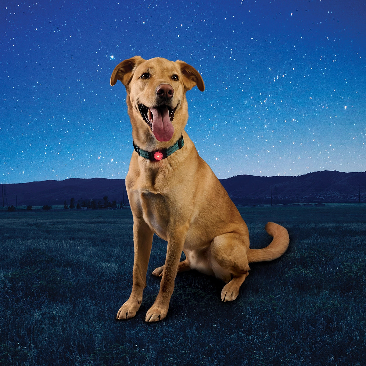 Nite Ize NiteDog™ Rechargeable Pet Light - Disc-O Tech™