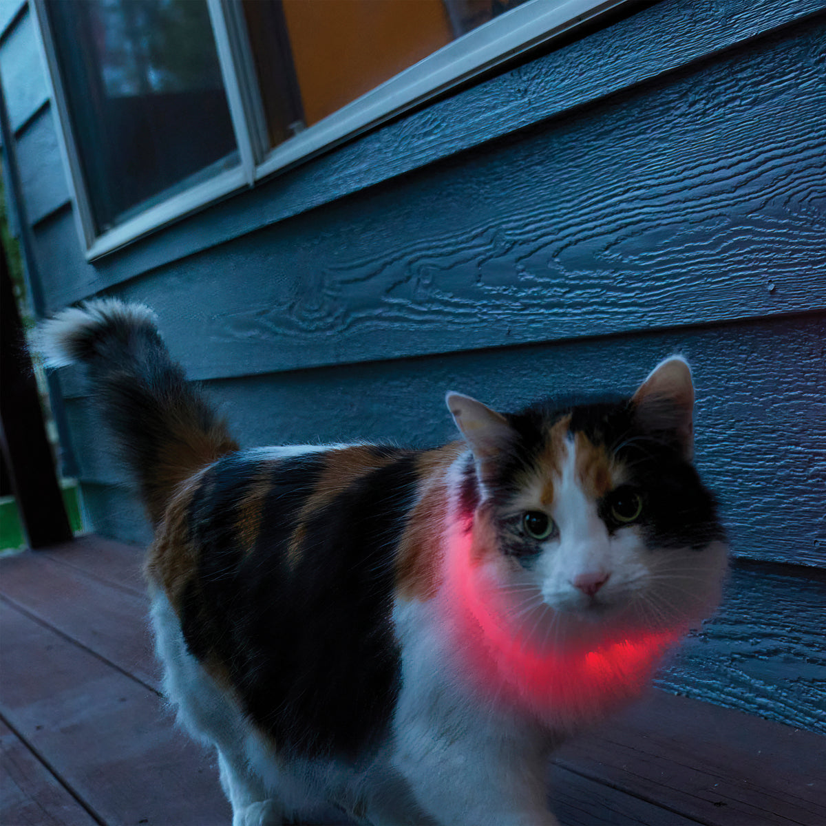 Nite Ize NiteMeow™ Rechargeable LED Safety Necklace - Disc-O Select™